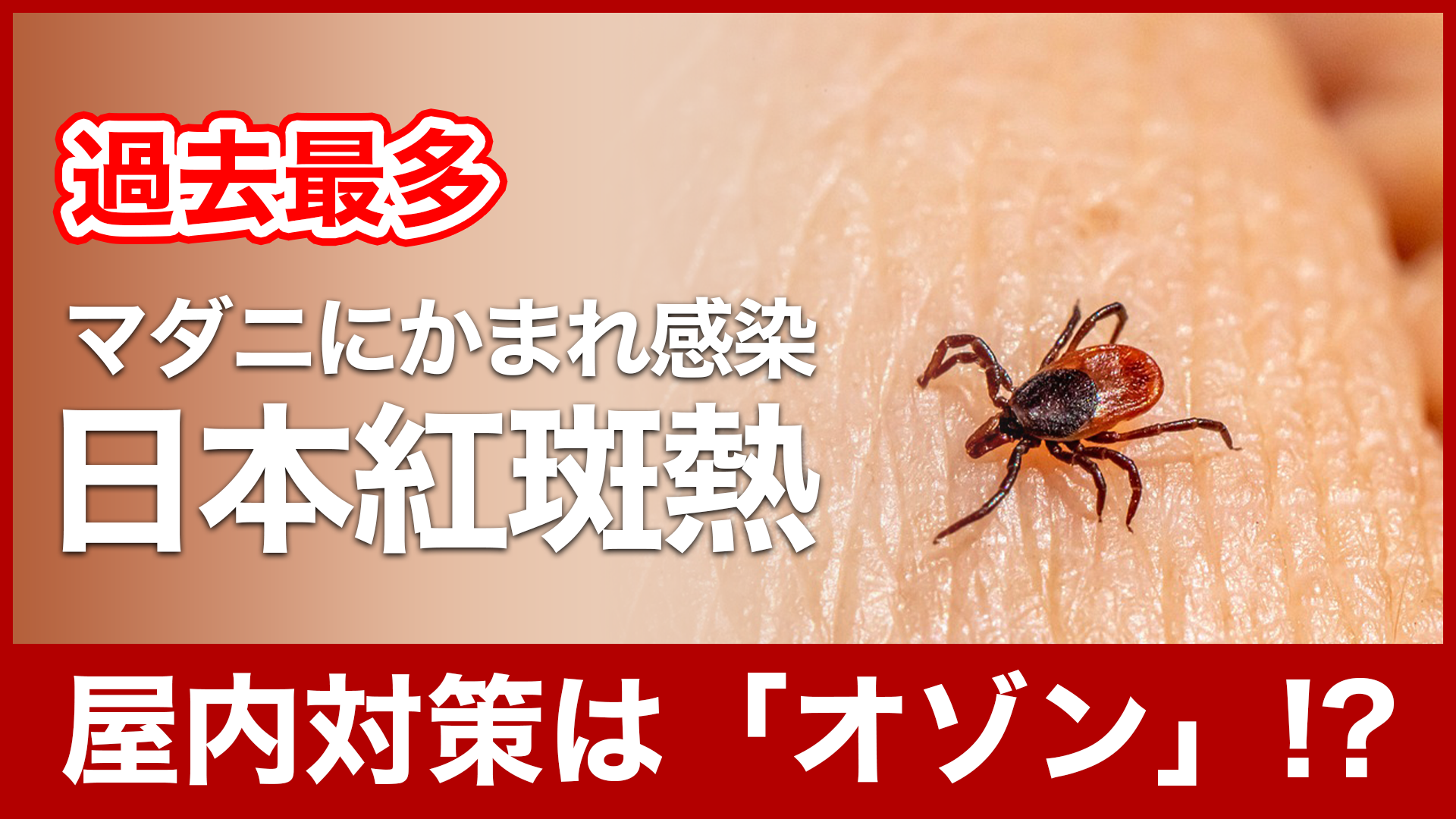 マダニ 対策 感染症 オゾン